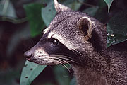 Picture 'Cr1_10_29 Raccoon, Costa Rica'